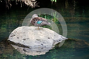 Duck on the Rock