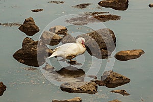 A duck on a rock