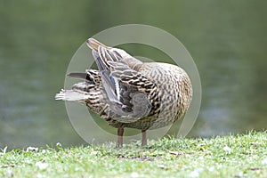 A duck romps in the meadow