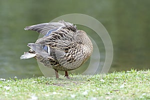 A duck romps in the meadow