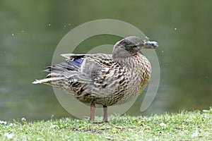 A duck romps in the meadow