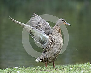 A duck romps in the meadow