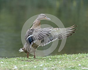 A duck romps in the meadow