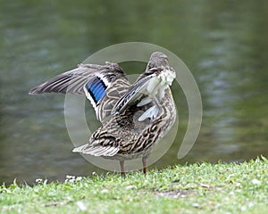 A duck romps in the meadow