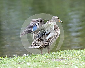 A duck romps in the meadow