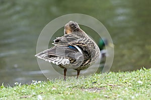 A duck romps in the meadow