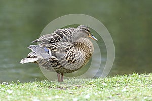 A duck romps in the meadow