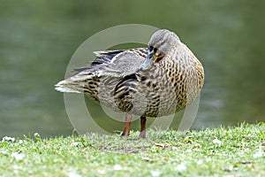 A duck romps in the meadow