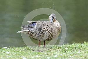 A duck romps in the meadow