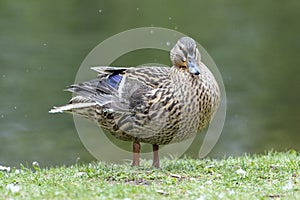 A duck romps in the meadow