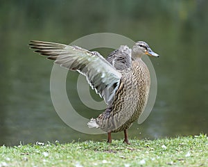 A duck romps in the meadow