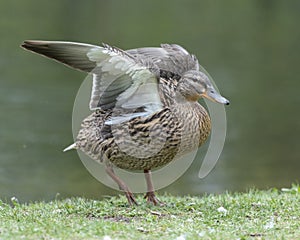 A duck romps in the meadow