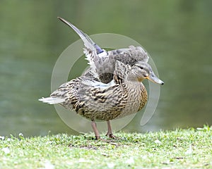 A duck romps in the meadow