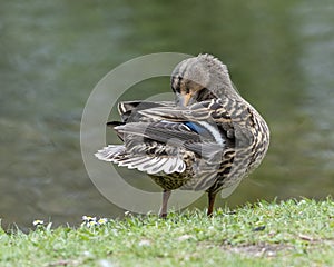 A duck romps in the meadow