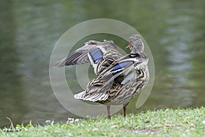 A duck romps in the meadow