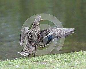 A duck romps in the meadow