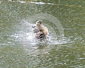 A duck romps in the water