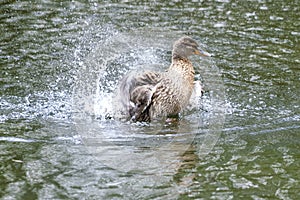 A duck romps in the water