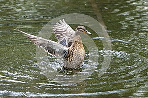 A duck romps in the water