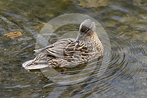 A duck romps in the water