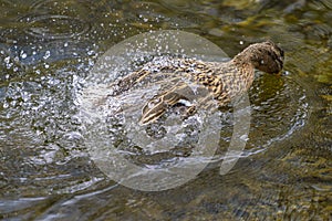 A duck romps in the water