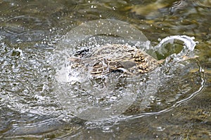 A duck romps in the water
