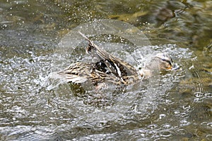 A duck romps in the water