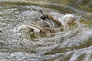 A duck romps in the water
