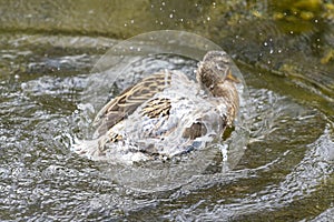 A duck romps in the water