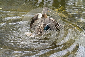 A duck romps in the water