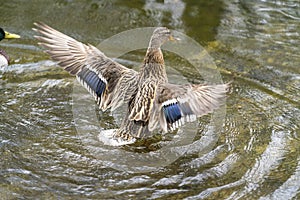 A duck romps in the water