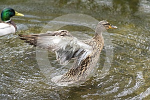 A duck romps in the water