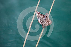 A duck on a rope.