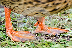 Duck's webbed paws photo