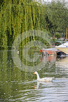 A duck in the Sava River in Belgrade