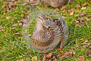 Duck, scientific name, anatidae