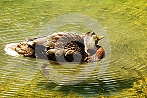 A duck scratches its neck in the lake