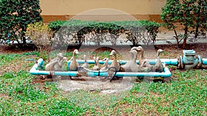 Duck scupture in pipe fence