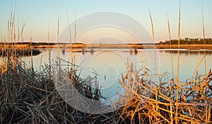 Duck Season On The Marsh.