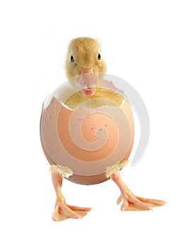 Duck and shell of egg