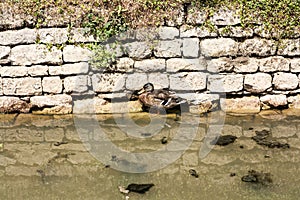 A duck sheltering from the midday heat by a stone wall riverbank