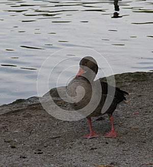 Duck at the shore in Englischer park in Munich, Bavaria Germany photo