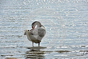 Duck on the shore at Lake Murray