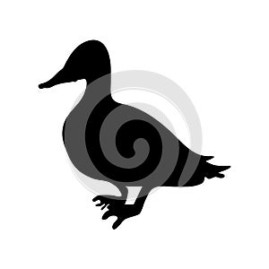 Duck silhouette