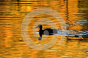 Duck Silhouette on Golden Pond