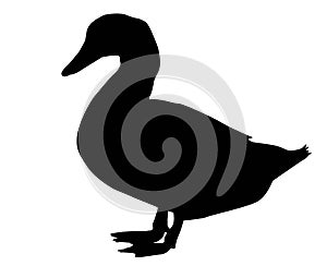 Duck silhouette isolated on white background