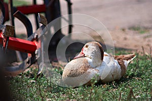 the duck sits on the ground and warms up under the sun