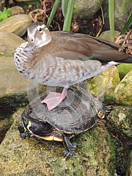 Duck sits on Turtle.