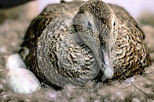 Duck sitting on eggs in the nest