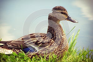 Duck sitting in the grass near the water, close-up. Female ducks near the pond, macro